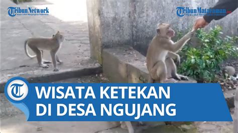 Melihat Wisata Ketekan Di Desa Ngujang Kedungwaru Kabupaten