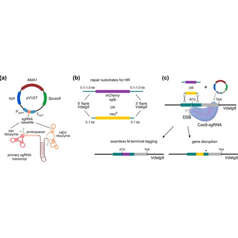 Schematic Representation Of Crisprcas9 Mediated Gene Targeting In V Download Scientific