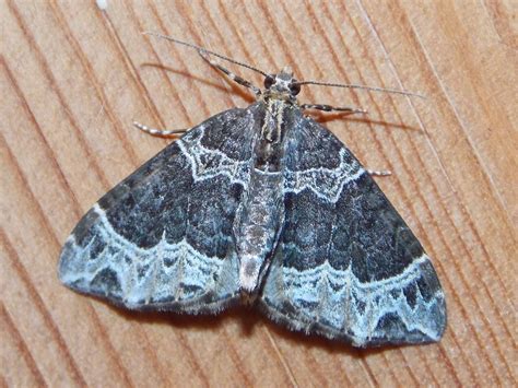 Geometridae - BRITISH NATURE GUIDE