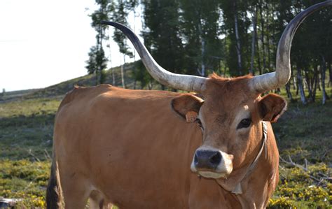 Free Images Wildlife Horn Pasture Grazing Fauna Bull Vertebrate Horns Ox Dairy Cow