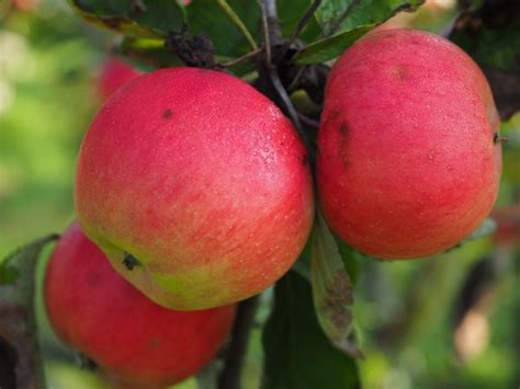 Free Images Fruit Flower Orchard Ripe Food Red Produce Healthy