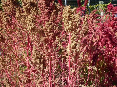 Quinoa Semer Et Cultiver Ooreka