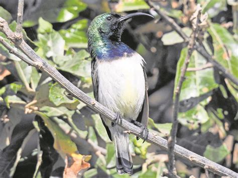 Bird of the Week - White-bellied sunbird | South Coast Sun