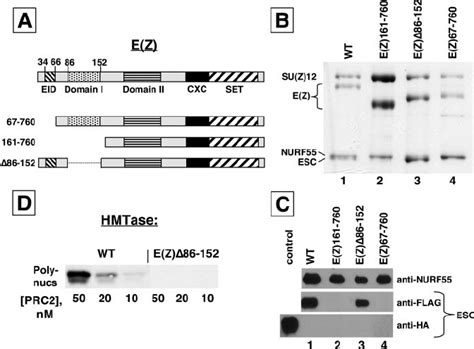 In Vitro Analysis Of E Z Mutants Bearing N Terminal Deletions A