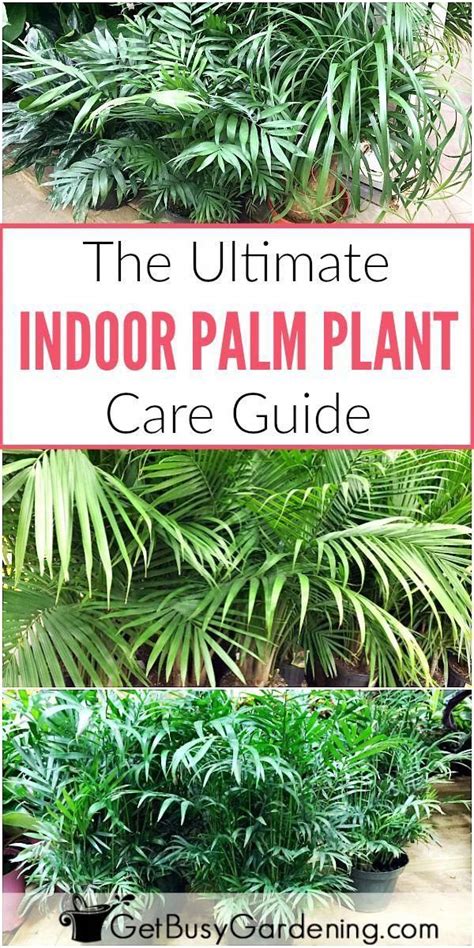 This Detailed Indoor Palm Plant Care Guide Has Everything You Need To Know For How To Growing