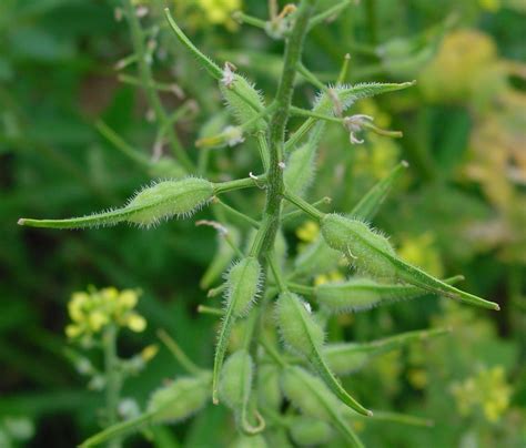 Mustard Growing Guide For The White And Black Mustard