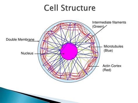 PPT - Cytoskeleton bundling and its role in cell mechanics PowerPoint ...