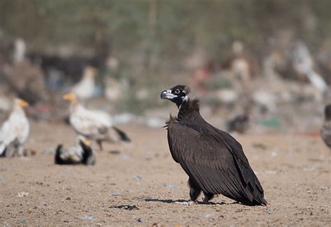 Cinereous Vulture Aegypius Monachus Also Known As The Bla Flickr