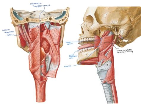 Pharynx Flashcards Quizlet