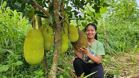 Harvest Jackfruit To Bring To The Market To Sell Harvest And Preserve