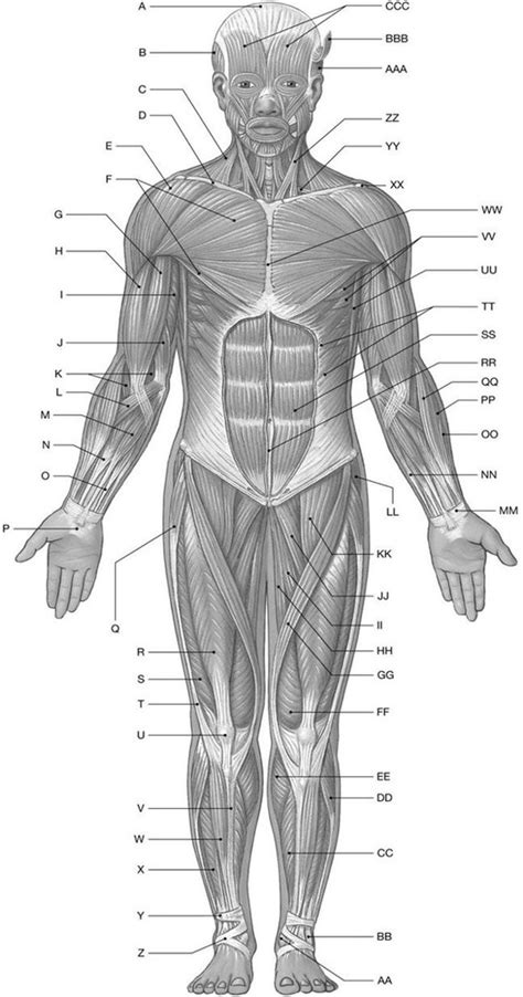 Superficial Skeletal Muscles Anterior View Diagram Quizlet