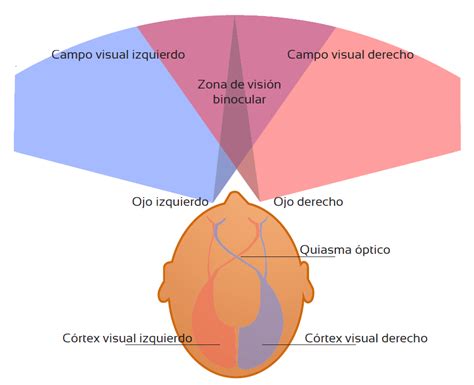 Alteraciones Del Campo Visual Tu Optometrista