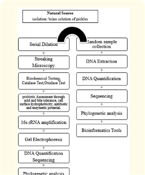 Isolation And Characterization Of Probiotic Lactic Acid Bacterial