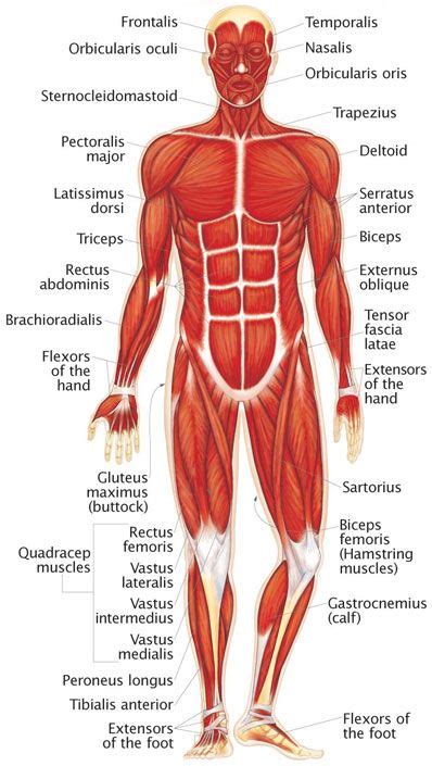 Major Organs Of The Muscular System