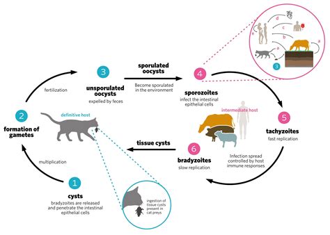 Toxoplasma Gondii Life Cycle Animation