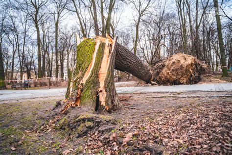 Nocna burza Powalone drzewa ale bez podtopień