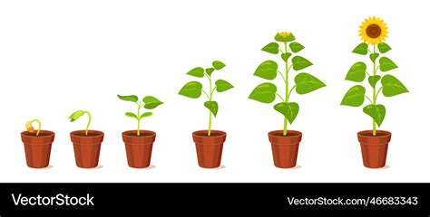 Sunflower Growth Stages From Seed To Flowering Vector Image