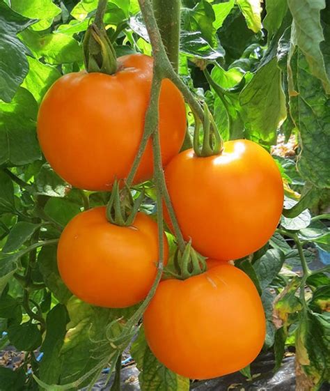 Moonglow Tomato Seeds Heirloom Organic Etsy