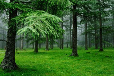 Green Forest Trees Wallpapers - Wallpaper Cave