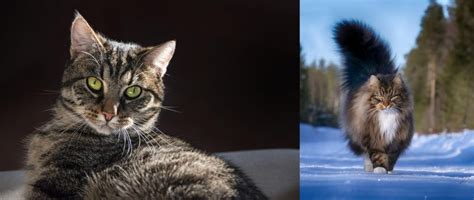 Norwegian Forest Cat Vs European Shorthair Breed Comparison