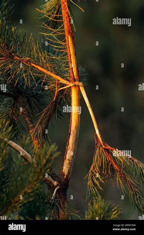 Scots Pine Pinus Damaged By Red Deer Bull During Rub Of The Velvet