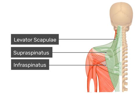 Trapezius Muscle Function