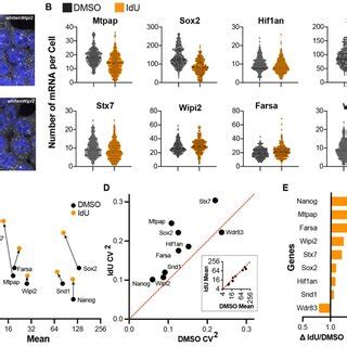 Smfish Analysis Of Idu Induced Noise Amplification For A Subset Of