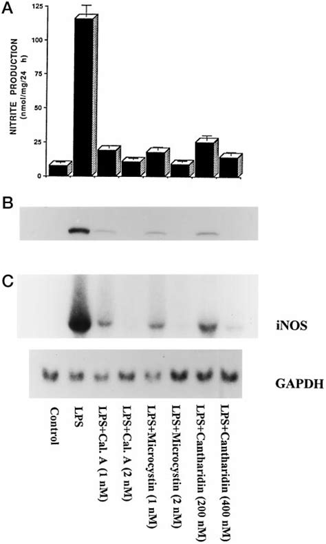 Inhibition Of LPS Induced Expression Of INOS By Inhibitors Of PP 1 And