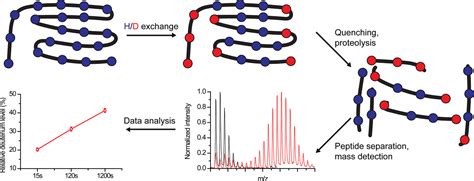 Frontiers Hydrogen Deuterium Exchange Mass Spectrometry Of Secondary