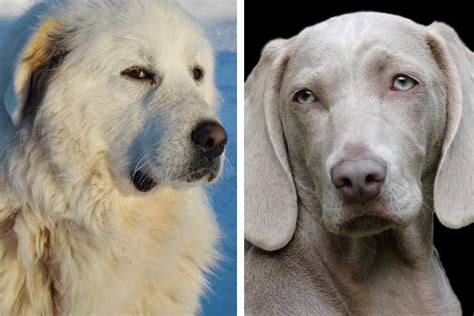 Weimaraner Great Pyrenees Mix: Meet the Friendly Calm Dog | Fluffy Dog Breeds