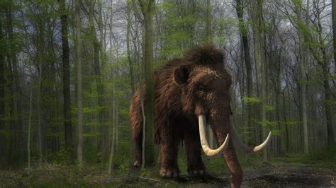 Pesquisadores Russos Encontram Ossada De Mamute De Pelo Menos Mil Anos