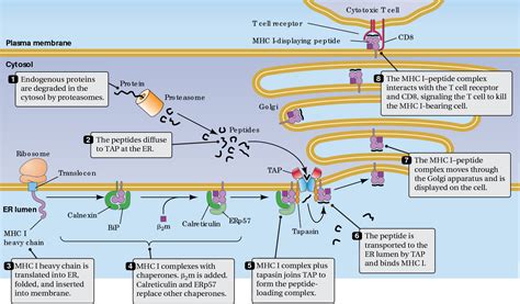 Figure From The Abcs Of Immunology Structure And Function Of Tap