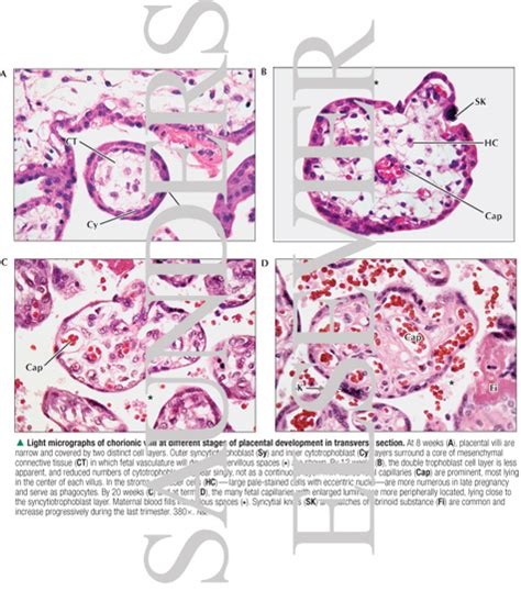 Placenta Histology Labeled