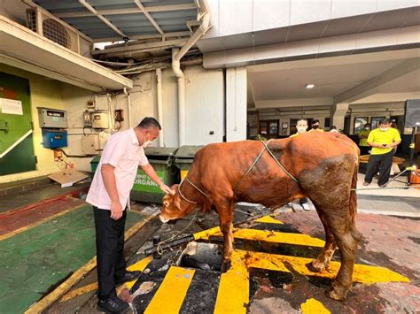 Hari Raya Idul Adha 1443 H PLN UID Bagikan 6 715 Paket Daging Kurban