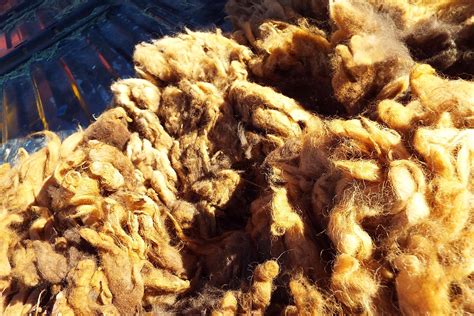 Raw Navajo-churro Sheep Wool Dark Brown With Lighter Tips - Etsy