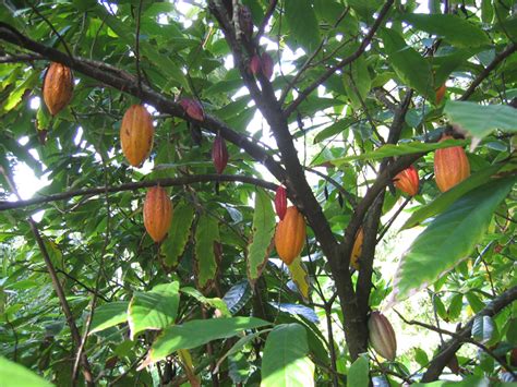 Glasshouse Plant Profile Theobroma Cacao L Botanics Stories