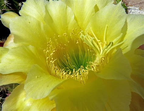 Yellow Easter Lily Cactus Photograph By Selma Glunn