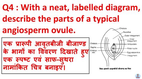 With A Neat Labelled Diagram Describe The Parts Of A Typical