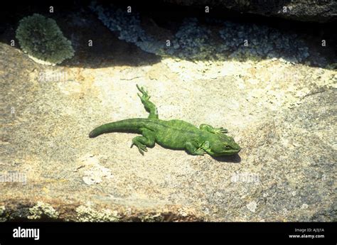 Pristidactylus Achalensis Endemic Green Lizard In Mountain Grasslands