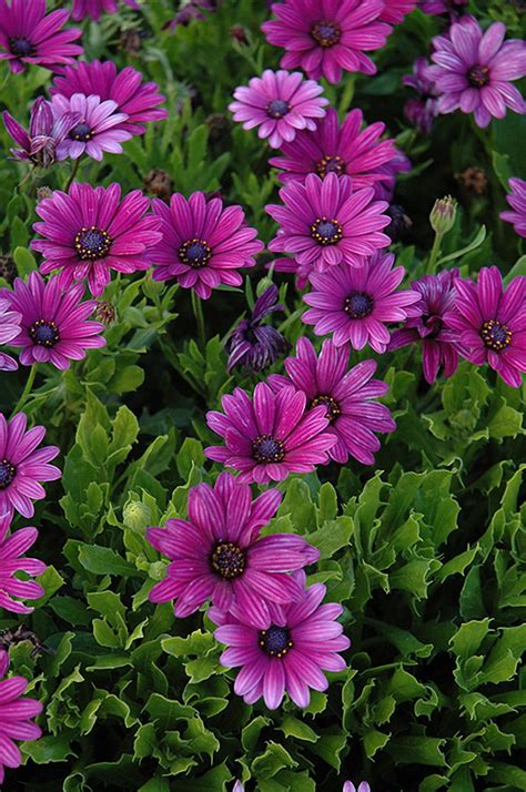 Akila Purple African Daisy Osteospermum Ecklonis Akila Purple In