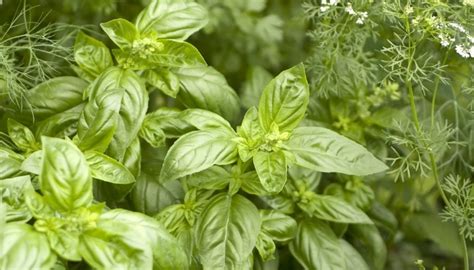 How To Grow Basil Outdoors Complete Growing Guide Tips Rennie