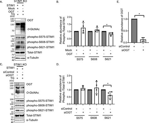 Fluctuation In O Glcnacylation Inactivates Stim To Reduce Store