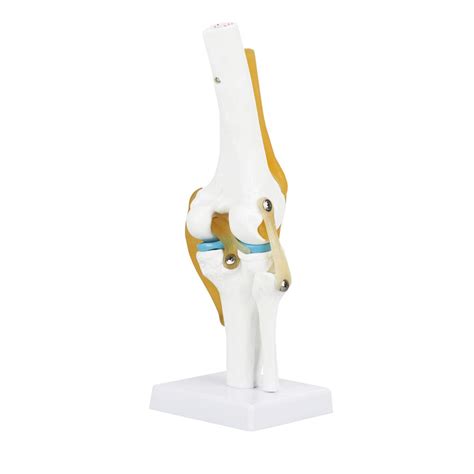 Buy Axis Scientific Anatomy Model Of A Human Hip Joint Life Size Human