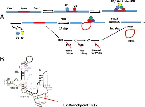 A Close Up Look At The Spliceosome At Last Pnas