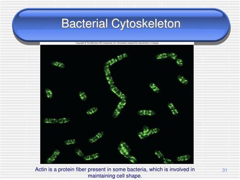 Ppt The Prokaryotes Powerpoint Presentation Free Download Id3026123