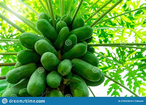 Organic Green Papaya And Leaves On Tree Papaya Fruit On Tree In The