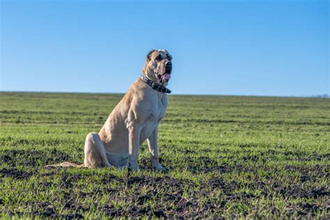 Kangal Growth Chart: How Big Do These Tough Pups Get?