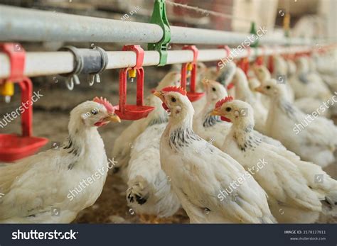 Thirsty Chickens Poultry Hot Stress Drink Stock Photo 2178127911