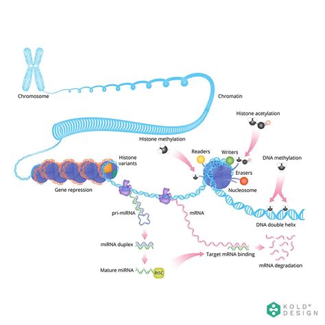 Mechanisms Of Epigenetic Regulation Illustrated By Dr Nikola Kolundzic