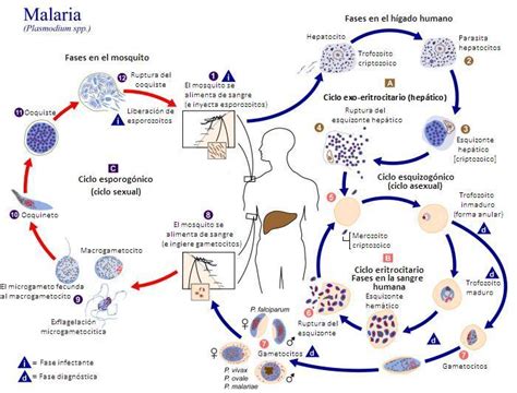 Parasitolog A Cl Nica Plasmodium Sp